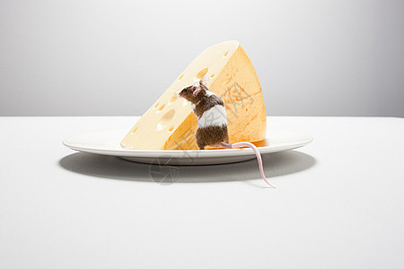 老鼠和奶酪在盘子里图片