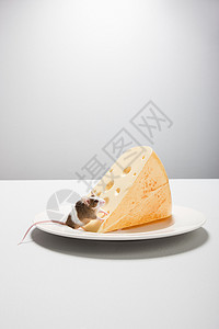 老鼠和奶酪在盘子里图片
