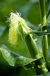 茎上未成熟的玉米棒图片