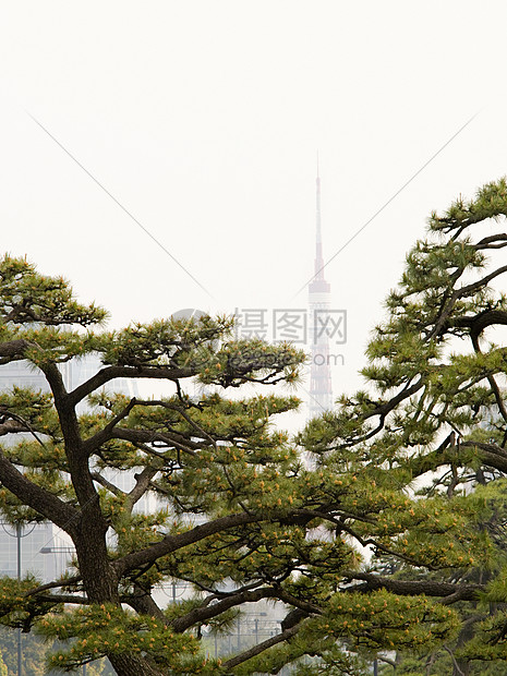 树木和东京塔图片