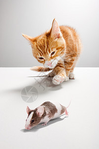 小猫追逐老鼠图片