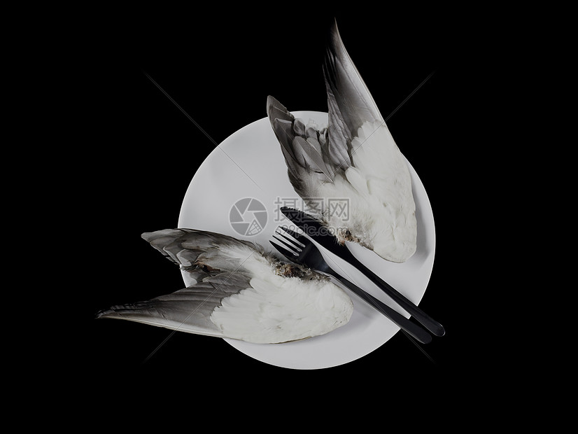 盘子上的鸟图片