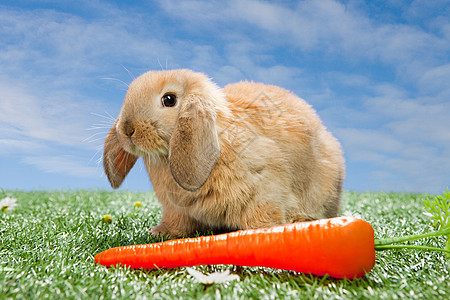 在吃胡萝卜的兔子图片