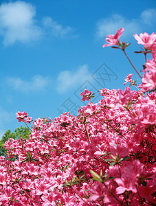 粉红色杜鹃花高清图片