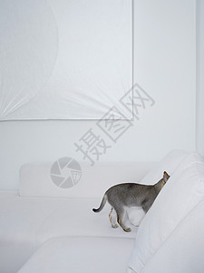 躲在白色沙发里的灰猫图片