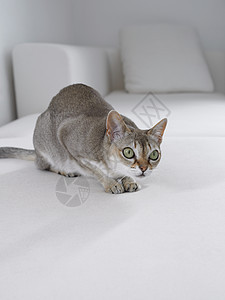 白色沙发上的灰猫图片