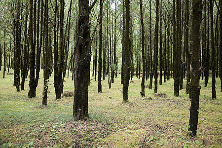 森林世界森林日高清图片素材