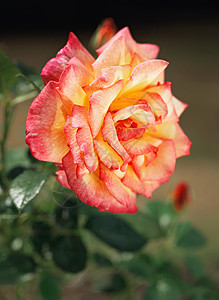 希拉香水玫瑰图片