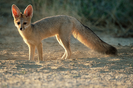 狐狸背景图片