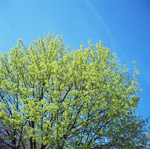 春天的树图片