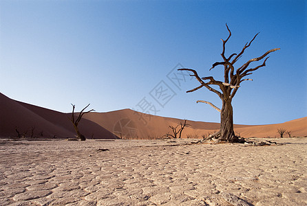 沙漠中光秃秃的树高清图片