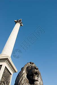 狮子雕像和纳尔逊柱图片
