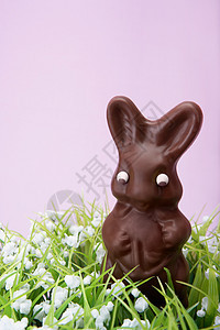 巧克力兔图片