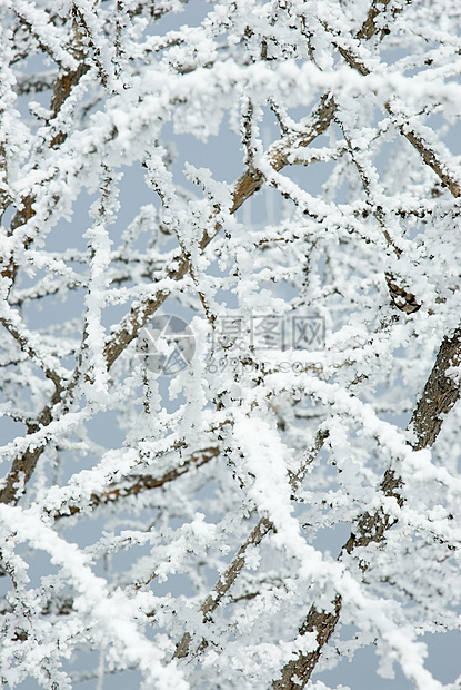 树枝上的雪图片