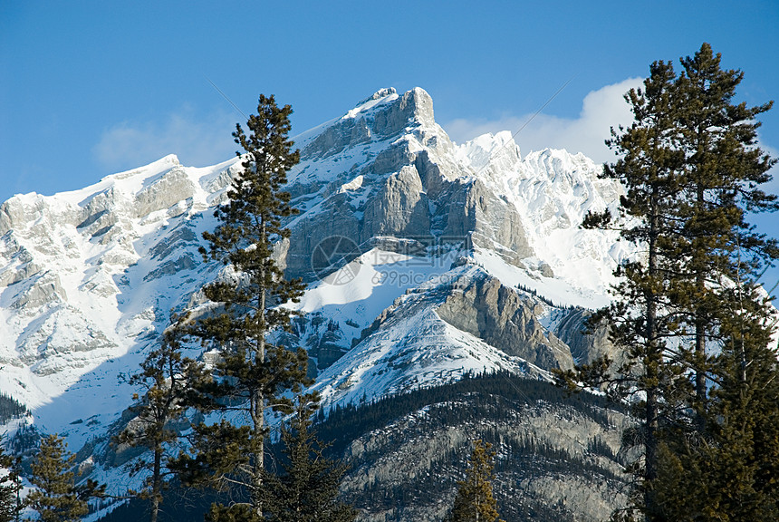 雪山与树图片