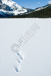 冰冻湖面上的脚印图片