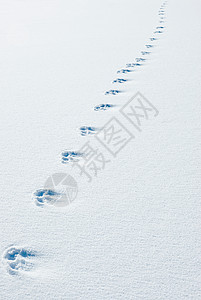 雪中的动物足迹图片