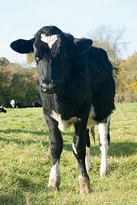 牛在田里图片