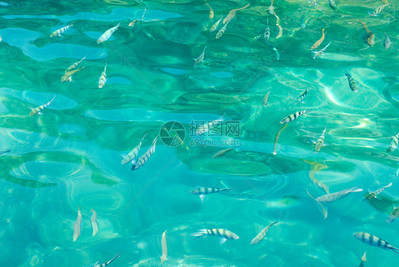 泰国木冈松国家海洋公园水下的鱼类图片