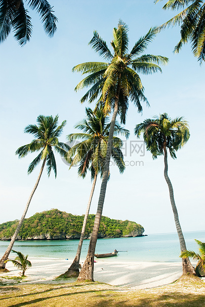 泰国苏梅岛海滩棕榈树图片