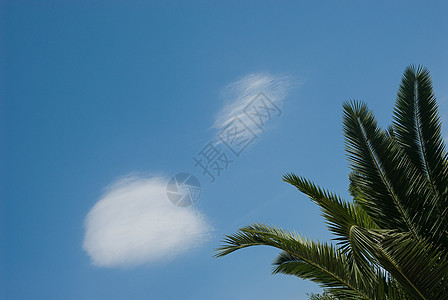 棕榈叶和蓝天图片