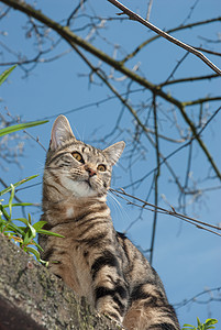 斑猫图片