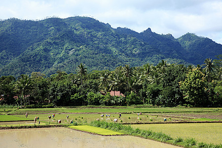 婆罗浮屠附近稻田的工人图片