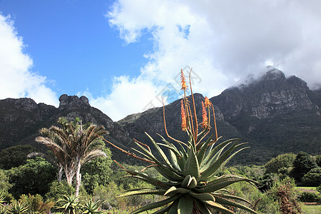 南非开普敦龙舌兰和桌山高清图片