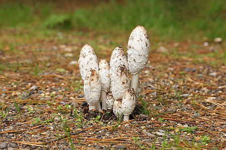 蓬松的鬃毛蘑菇（鸡腿菇）图片