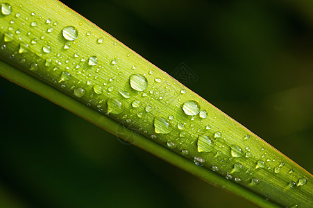 叶子水滴雨淋在丝兰叶子上背景