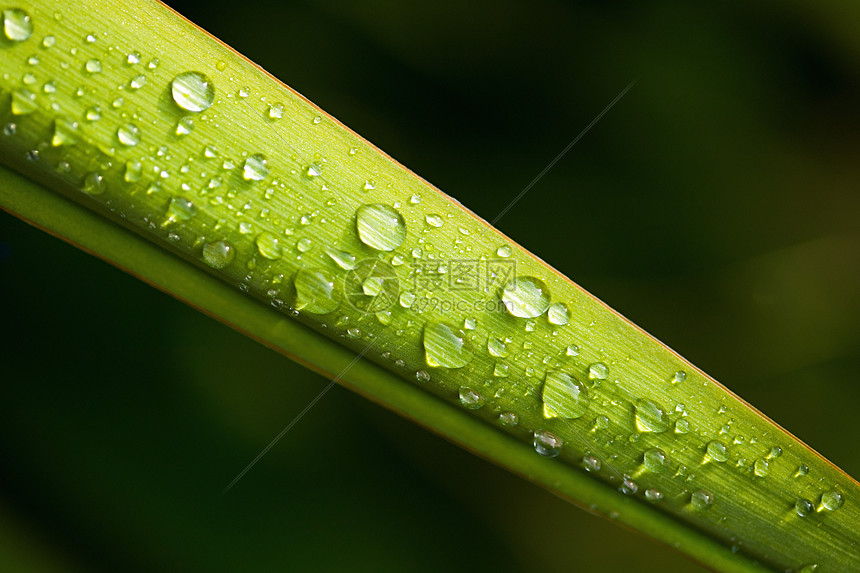 雨淋在丝兰叶子上图片