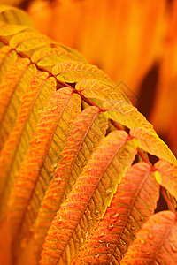 植物上的秋叶图片