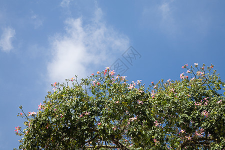 植物和天空图片