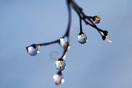 露水植物上的水滴背景