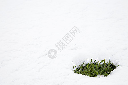 融化的雪中的小草图片