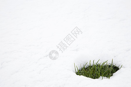 融化的雪中的小草图片
