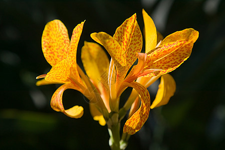 黄花百合图片