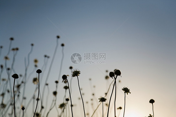 日落时植物的轮廓图片