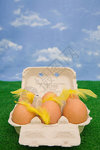 鸡蛋盒中鸡蛋上的羽毛图片