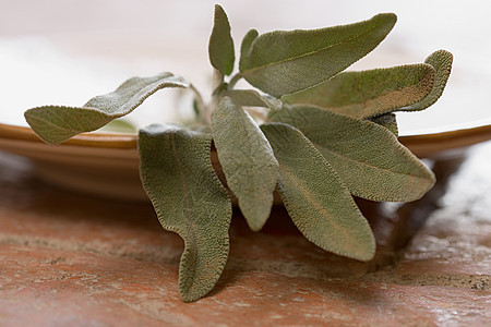 盘子里的植物图片