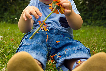 从花上摘花瓣的男婴图片