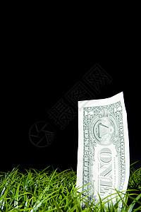 草坪上的钞票图片
