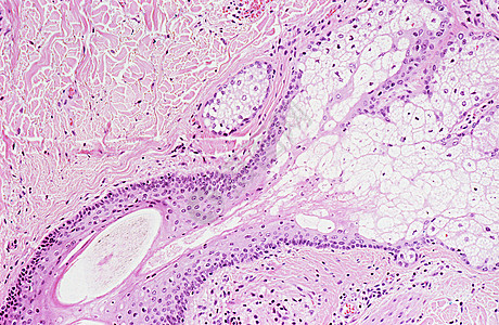 皮肤细胞组织图片