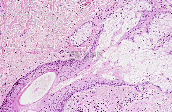 皮肤细胞组织图片