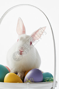 兔子在一篮子鸡蛋上图片