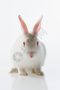 白兔图片