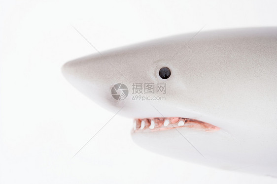 玩具鲨鱼图片