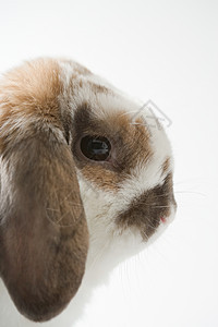 垂耳兔图片