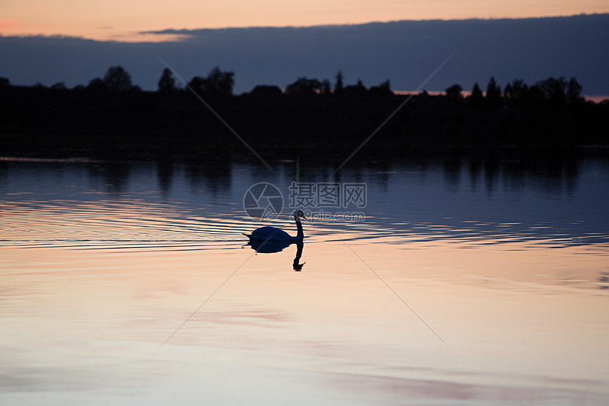日落湖面上的天鹅图片