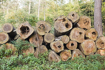 森林里的一堆砍倒的树图片